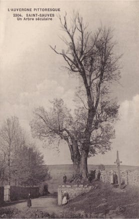 Un arbre séculaire