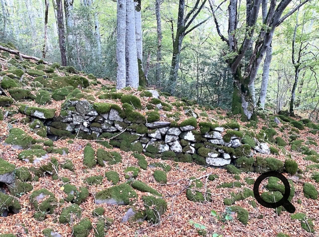 Forêt avec des arbres, sol couvert de feuilles mortes, pierres et mousse.