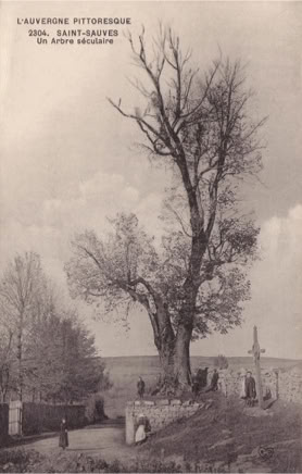 Un arbre séculaire