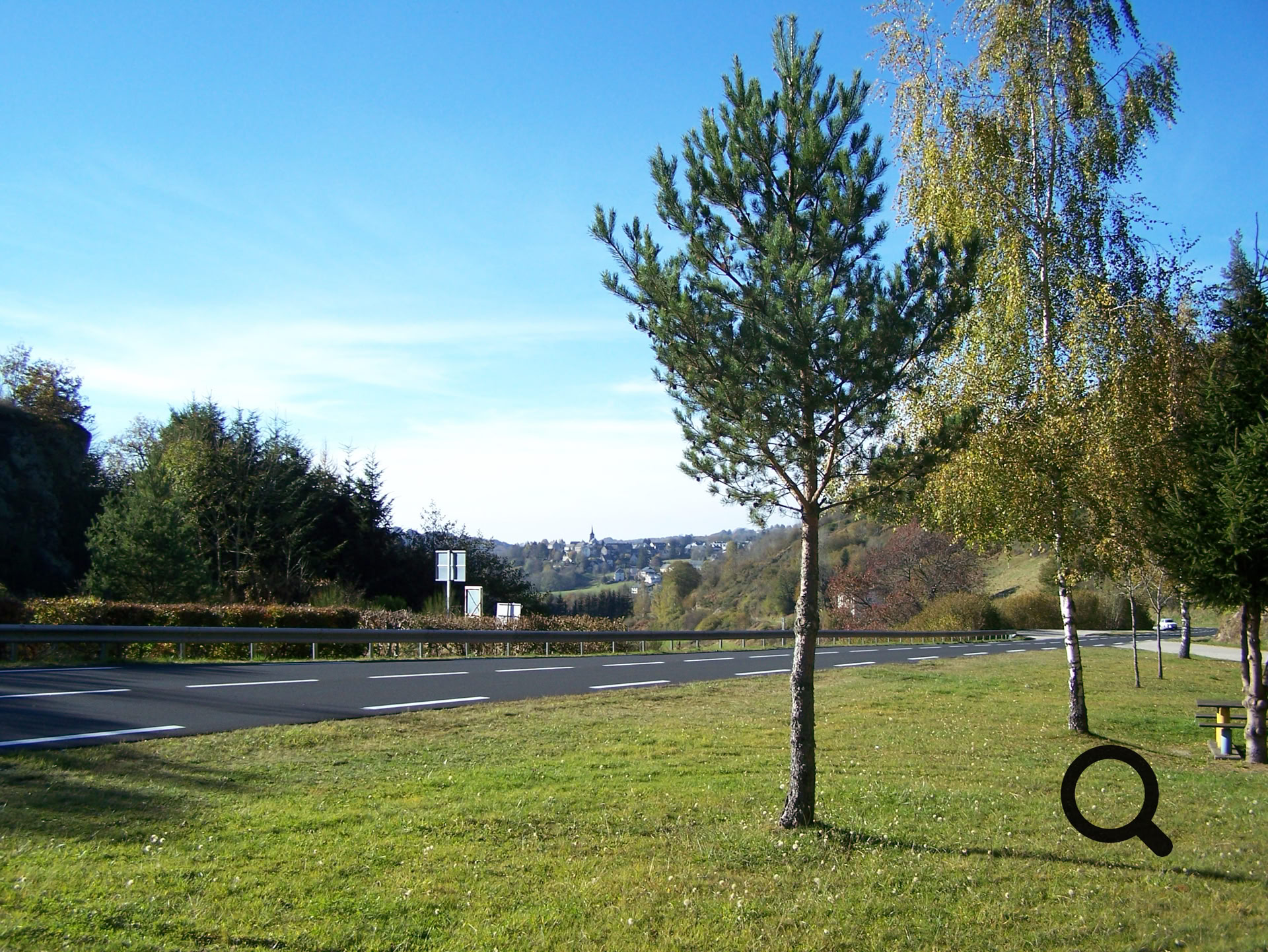 Un arbre sur une pelouse verte avec une route et des arbres en arrière-plan sous un ciel bleu.