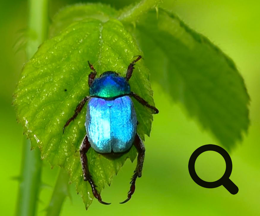 Un scarabée bleu brillant sur une feuille verte.