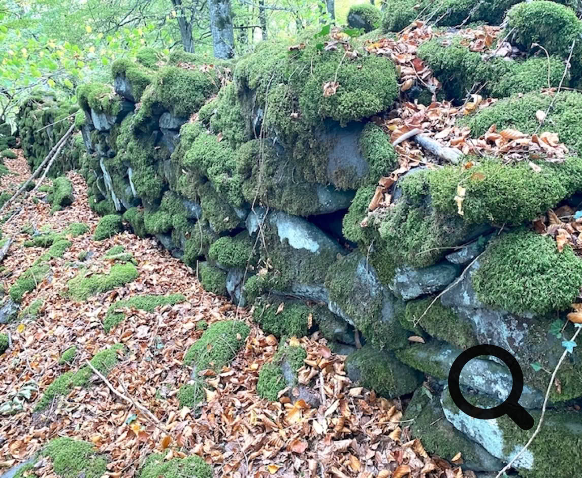 Mur de pierres couvert de mousse verte, entouré de feuilles mortes et de végétation forestière.