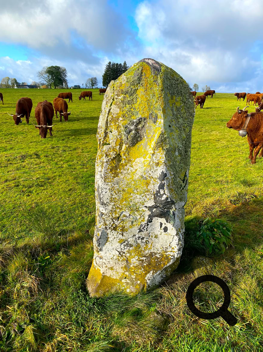 Un grand menhir couvert de mousse dans un champ avec des vaches broutant autour, sous un ciel partiellement nuageux.